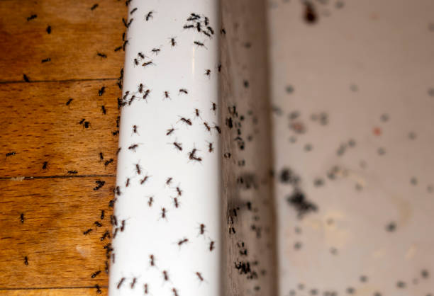 Best Rat Extermination Near Me  in Mounds, OK