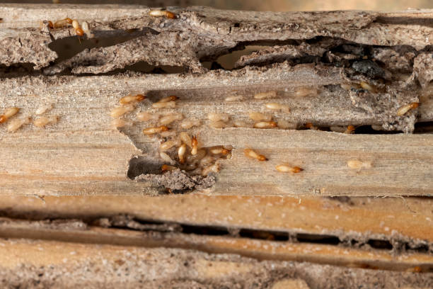 Best Pest Control Near Me  in Mounds, OK
