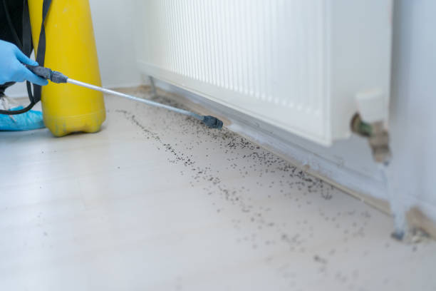 Flea Control Services in Mounds, OK